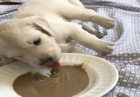 Koiranpennun ruokailutyyli
