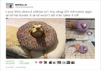 Koiran donitsityyny