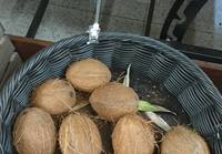 Kovan oloisia ananaksia