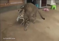 Kissa vs mustekala
