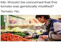 GMO Tomaatit pelottavat