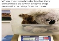 Koalavauvojen punnitseminen