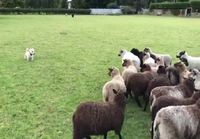 Lammaspaimen harjoittelee