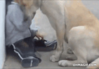 Koirakaveri lohduttaa itkuista lasta