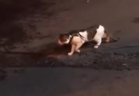 Koira estää kissatappelun