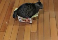 Kissa änkeää laatikkoon
