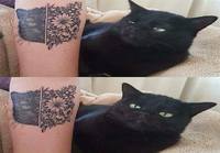 Kissan mielipide tatuoinnista