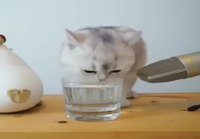 Kissa lipittää vettä