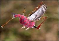 Harvinainen Skotlantilainen kolibri