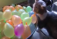Kissa ja vesi-ilmapallot