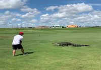 Golfia Floridassa