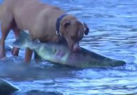 Koira kalastaa
