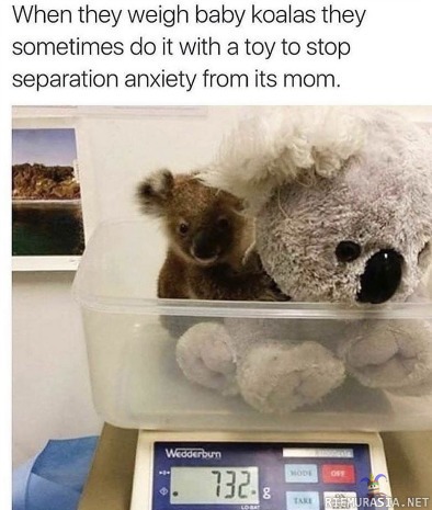 Koalavauvojen punnitseminen - Joskus tarvitaan pehmolelua ettei pikkuisille iske niin kauhea eroahdistus punnitsemisen ajaksi
