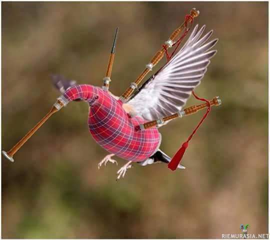 Harvinainen Skotlantilainen kolibri - Munii varmaankin haggis munia