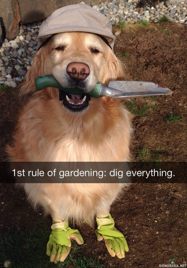 Koiran puutarhanhoitoneuvot