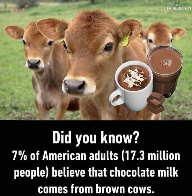 Fiksut amerikkalaiset  - Tutkimusten mukaan 7% amerikkalaisista luulee että kaakao tulee ruskeista lehmistä 