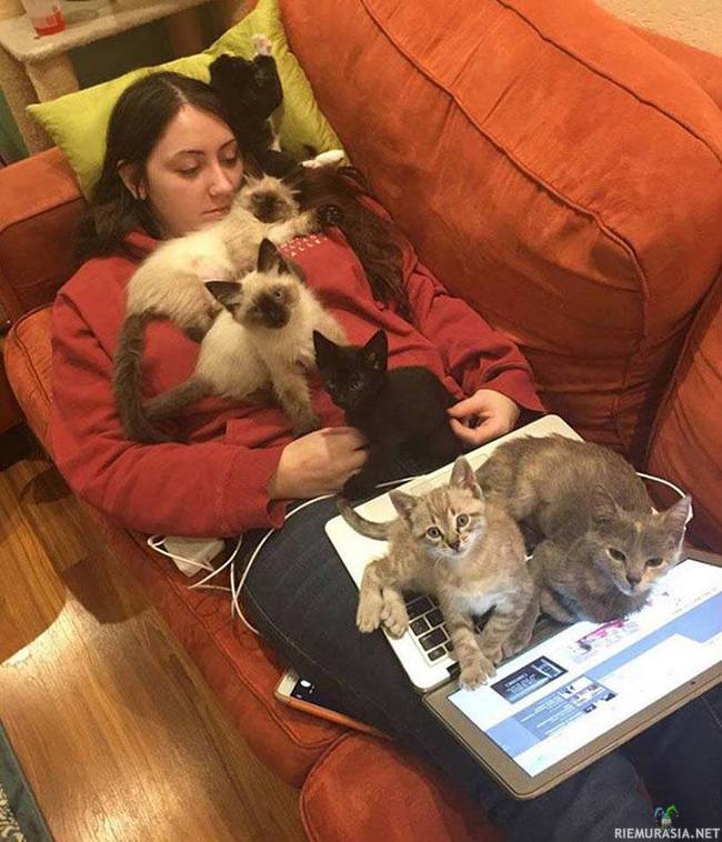 Kissanomistajan arkea - Kun yrität olla koneella ja rentoutua sohvalla niin et ole kauaa yksin
