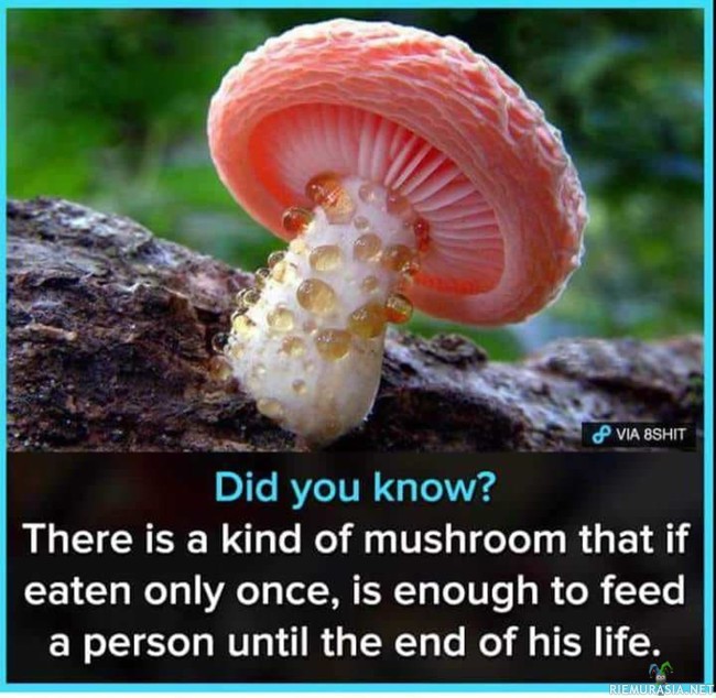 Ruokaa koko loppuelämäksi - Sienet ovat ihmeellisiä!