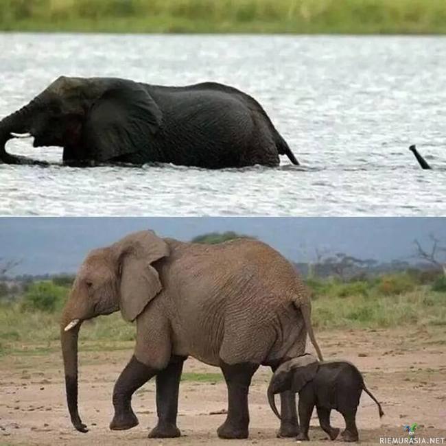 Elefantit ylittää joen - Äitielefantti ylittää joen poikasensa kanssa