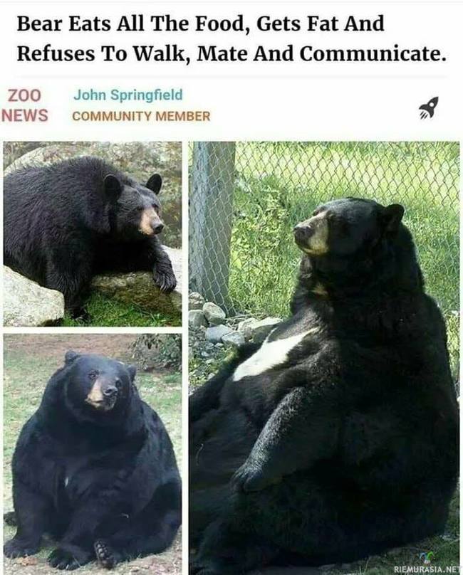 Karhu söi kaiken ruoan - Nyt sille vois antaa tietokoneen käyttöön