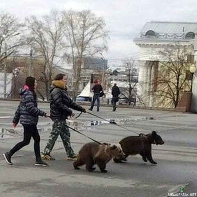 Lemmikkejä ulkoiluttamassa - Normipäivä Venäjällä