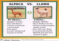 Alpakka vs laama