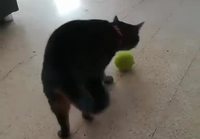 Kissa ja pallo
