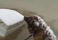 Koiran Pelastus tulvasta