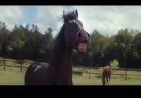 Parkeeraus, mille hevosetkin nauraa