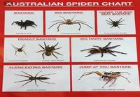 Australian hämähäkkejä