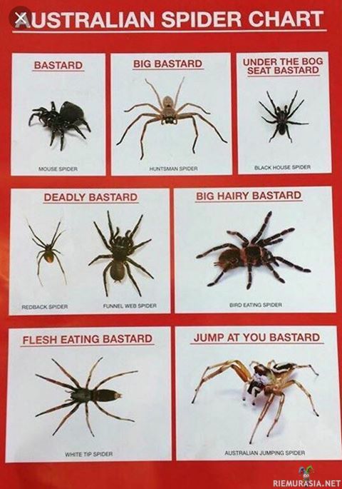 Australian hämähäkkejä