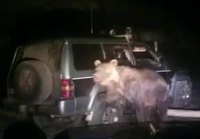 Karhu jäänyt jumiin auton alla Venäjällä