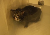 Kissa maukuu veden alla