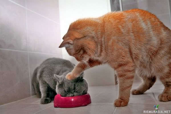Kissa opettaa kaveriaan syömään - Kissojen sopuisa yhteiselo.