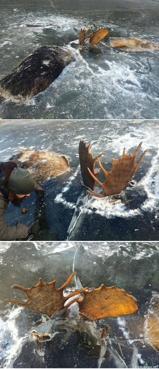 Hirvet jäässä - Alaskasta löytyi kaksi järveen jäätynyttä hirveä. Ilmeisesti taistelevat hirvet olivat jääneet kiinni toisiinsa sarvistaan ja hukkuivat.