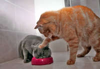 Kissa opettaa kaveriaan syömään
