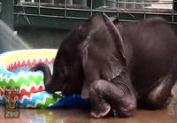 Baby elefantti nauttii pesusta