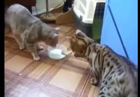 Kissojen maitokiistan ratkaisu