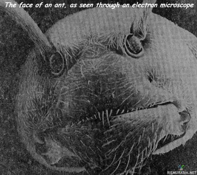 Muurahaisen naama  - Elektronimikroskoopin avulla saatu kuva muurahaisen naamasta.
