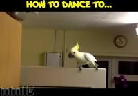 Linnut ja eri tanssityylit