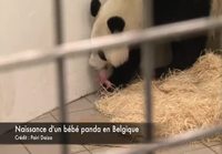 Pandan iloinen perhetapahtuma