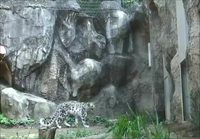 Leopardi temppuilee