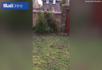 Naapurin koira trampoliinilla