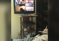 Koira katsoo telkkaria