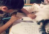 Kissa mukana läksyjen teossa