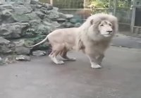 Leijona ja saippuakupla