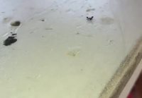 Murhaaja muurahainen
