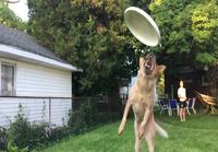 Koira ja Frisbee