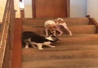 Kissa löytää koiran turbonapin