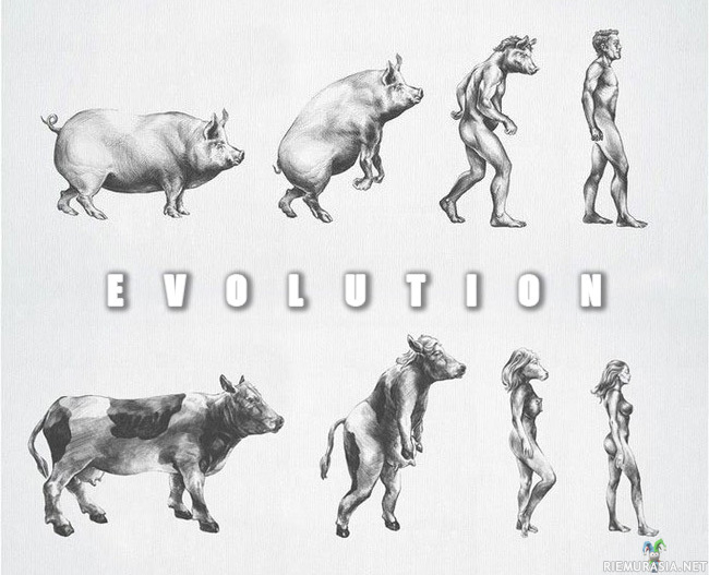 Evoluutio - Mitäpä sitä kuvaa kuvailemaan.